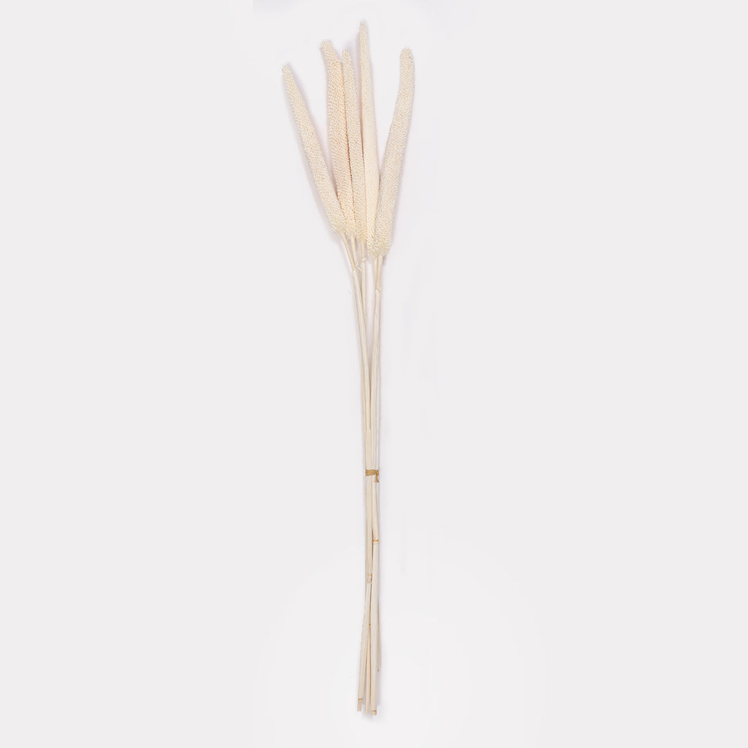 Dried Babala Stems - Set of 5