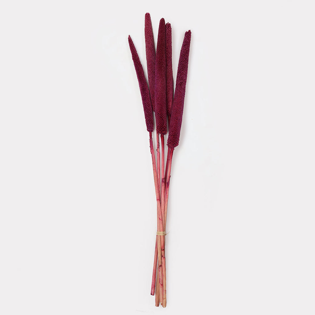 Dried Babala Stems - Set of 5