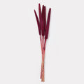Dried Babala Stems - Set of 5