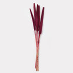 Dried Babala Stems - Set of 5