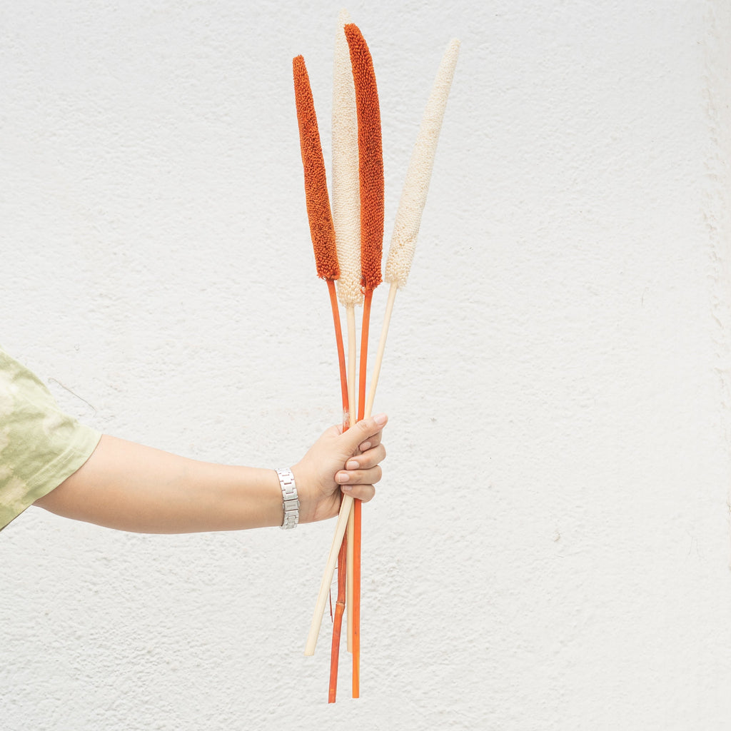 Dried Babala Stems - Set of 5