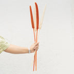 Dried Babala Stems - Set of 5