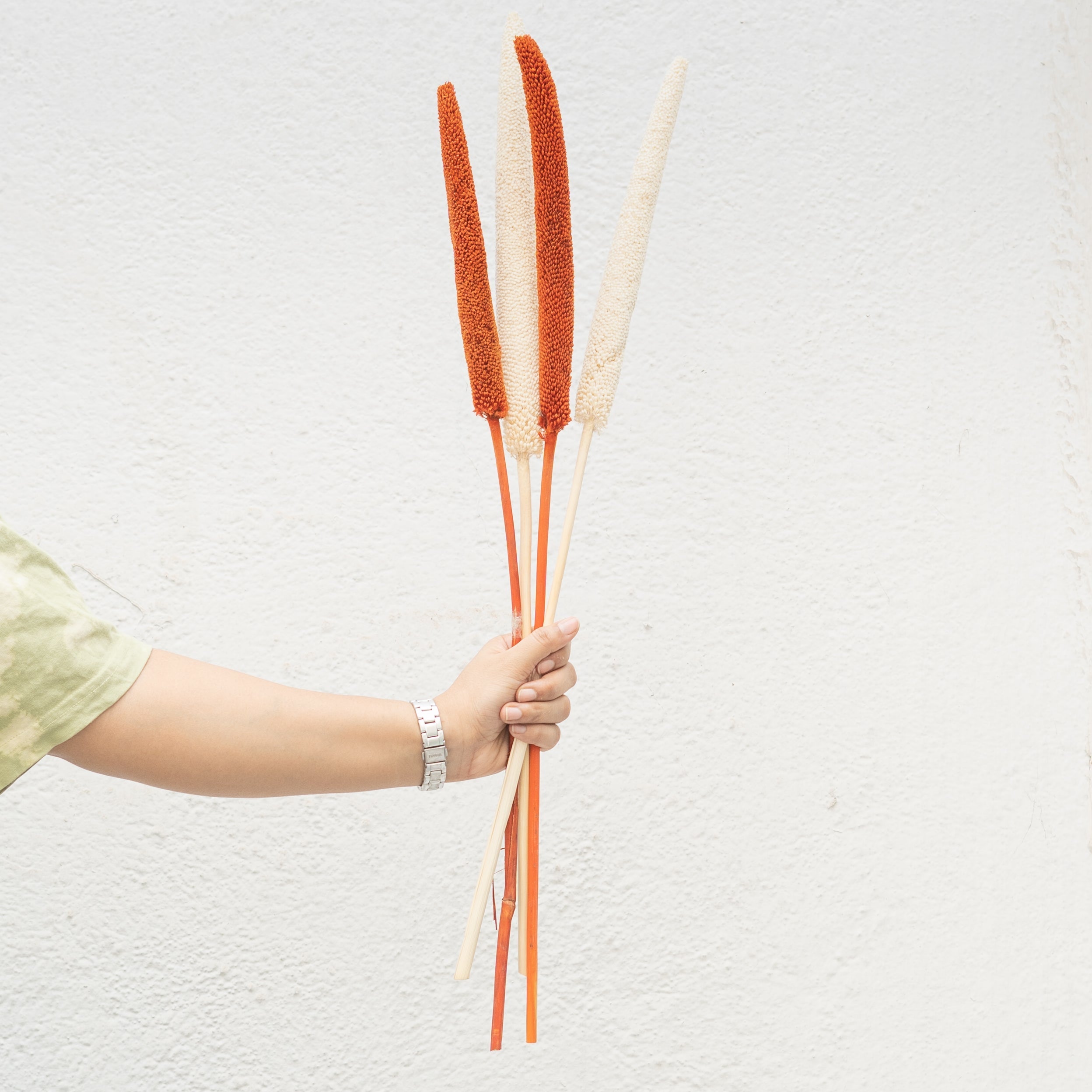 Dried Babala Stems - Set of 5