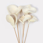 Badam Stems - Set of 5