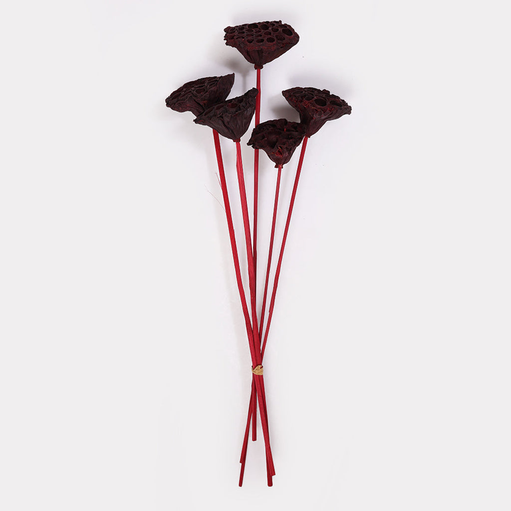 Lotus Pod Dried Stems Red Set of 5