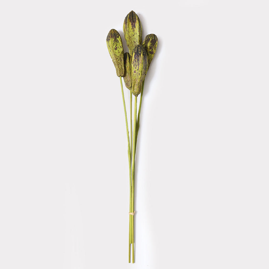 Dried Megoany Stems - Set of 5