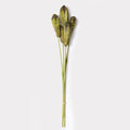Dried Megoany Stems - Set of 5