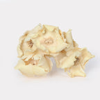 Dried Palm Cup Stems - Set of 5