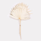 Sun Spear Dried Stems Set of 3