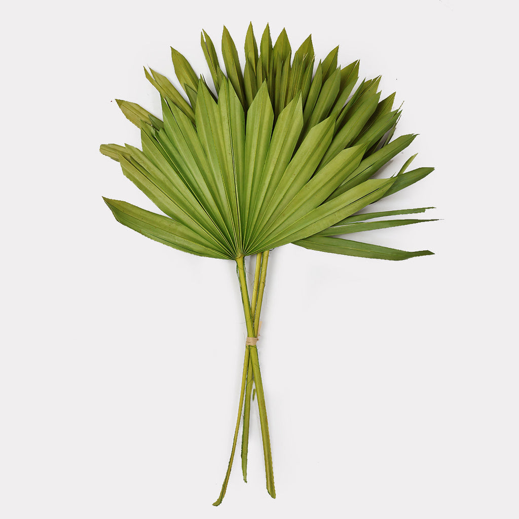 Sun Spear Dried Stems Set of 3