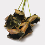 Dried Palm Cup Stems - Set of 5